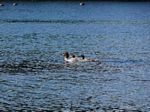 Petawawa River (Jul 2012) - B and S (1) - 157
